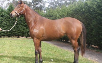 Lease Option Available In This Beauty By Snippetson To Be Trained By Damien Lane