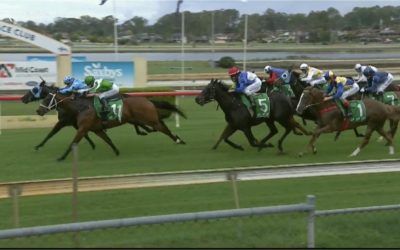 The Brown One Returns With A Placing At Taree, First Up