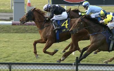 Whitsunday Arrives Home Late On The Scene At Newcastle