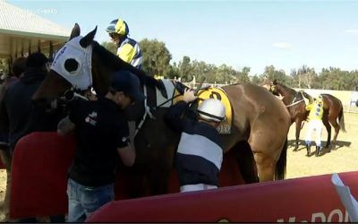 Whitsunday Arrives Home Late On The Scene In Wellington Race 1