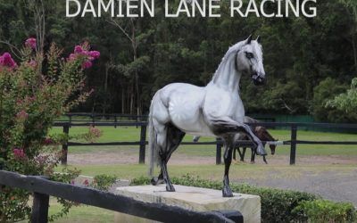 An Insight Into The Damien Lane Stable & How It Ticks