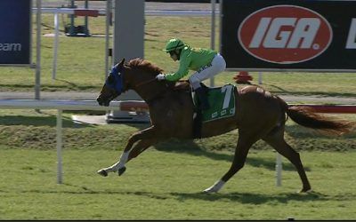 The Lane Yard Prepares Runners For Newcastle On Tuesday