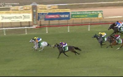 Lavish Rose Improves To Run A Placing At Cessnock