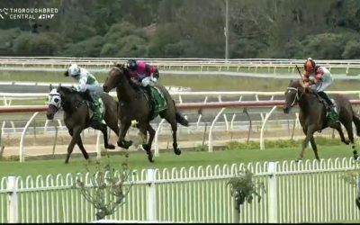 Buckin’ Rippa Arrives In Third After The Running Of Race 4 At Wyong