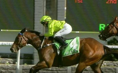 Oakfield Mahogany to strong at Gosford