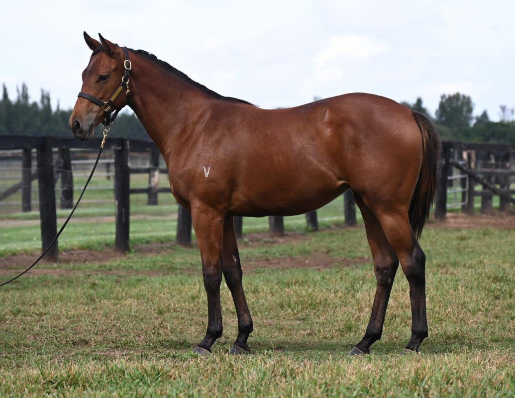 Un-named (Exceedance – Sonnet Star)