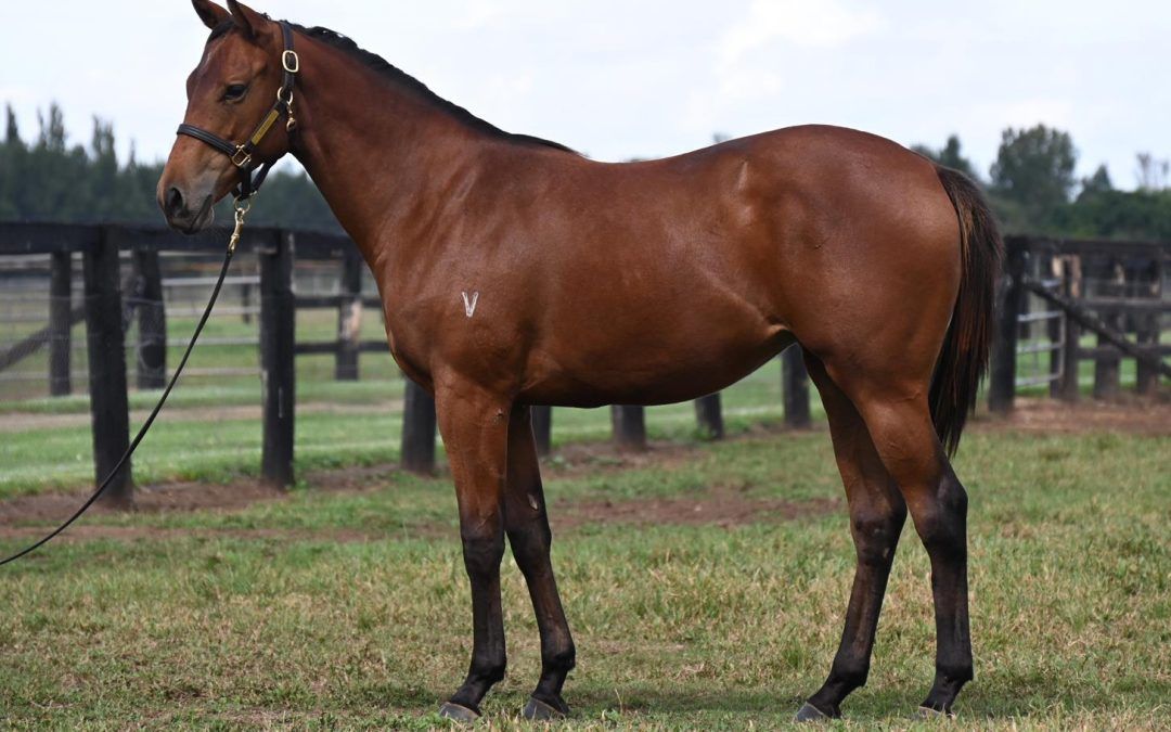 Un-named (Exceedance – Sonnet Star)