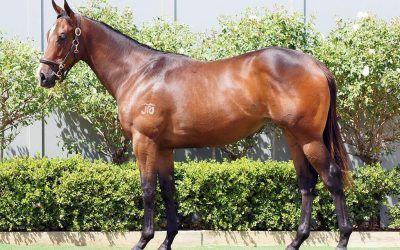 AVAILABLE – ​LOT 714 – INGLIS CLASSIC SALE – 2022 SUPER ONE x ROSARINO – Bay Filly