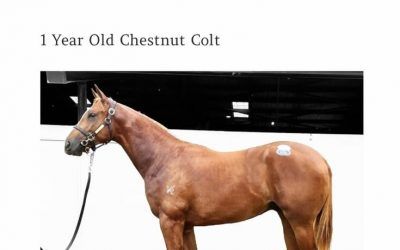 Welcoming – Lot 321 from the Adelaide Magic Millions Sale – colt by Trapeze Artist from Rogue Agent