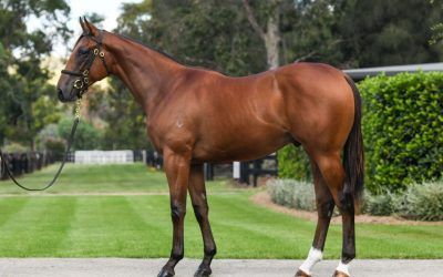 Welcome – Lot 14 Inglis Easter Sale Purchase – American Pharoah x Vinicunca Kerry Parker Racing Team