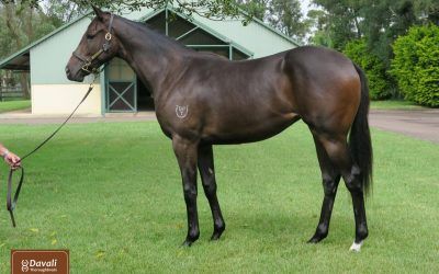 Welcome – Lot 152 Inglis Easter Sale Purchase – Astern x Encenito to the Kerry Parker Racing Team