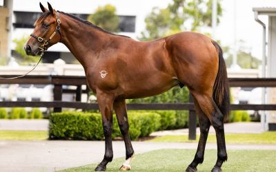 Inglis Classic Sale – Lot 35 – Colt by So You Think out of Sauvignon – Proven Thoroughbreds