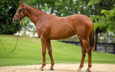 Inglis Classic Sale – Lot 70 – Filly by Capitalist out of Silky Mover