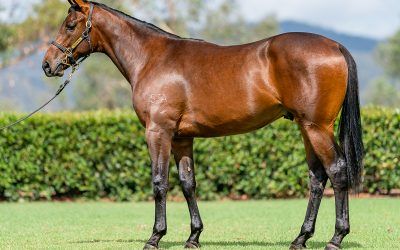 EXCEEDANCE x CATCHULATA Yearling Colt Joins Team