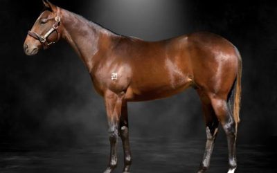 Snitzel x Hindaam – Cracking Colt Purchased by Proven Thoroughbreds at the Inglis Easter Sale