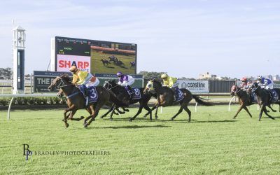Callistemon Makes it Two From Two This Preparation