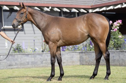 Tarzino X Hectopascal - Yearling Filly - Proven Thoroughbreds - Karaka 2025