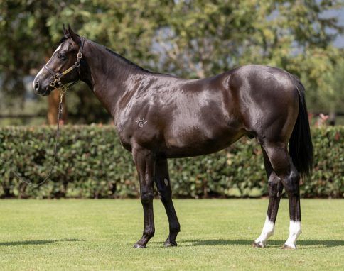 Zoustar x Hidemi - Yearling Colt - Inglis Easter Sale 2025 - Proven Thoroughbreds