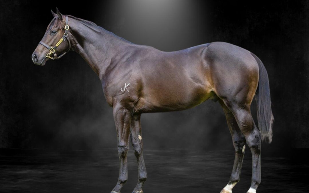 Ole Kirk X Fly Buy Fly