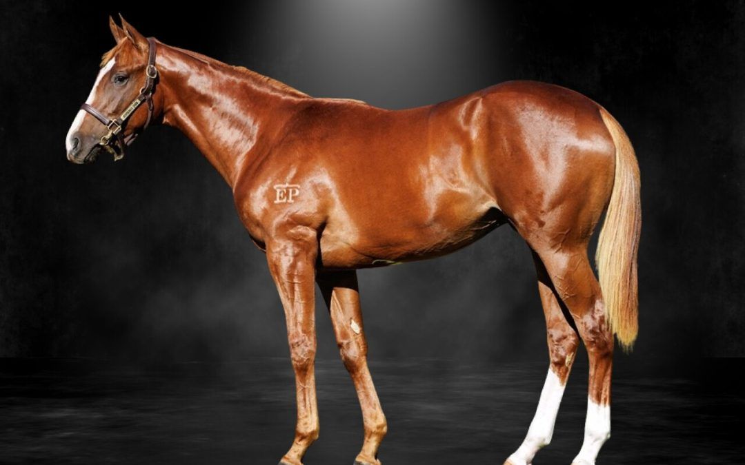 Trapeze Artist X Chateau Griffo