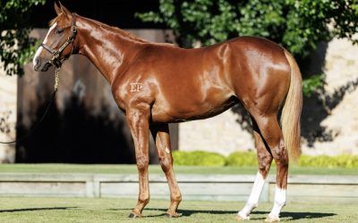 Proven Thoroughbreds – Lot 161 – Magic Millions Yearling Sale
