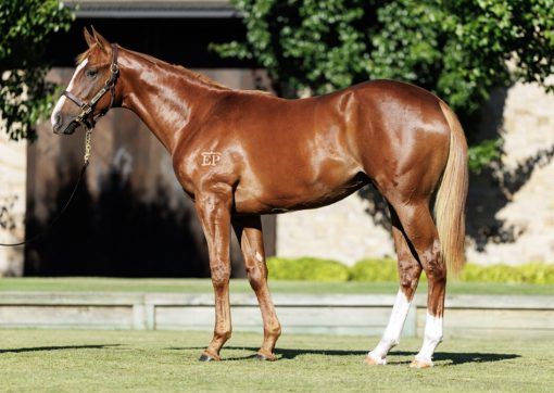 Trapeze Artist X Chateau Griffo