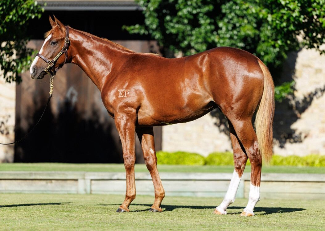 Trapeze Artist X Chateau Griffo