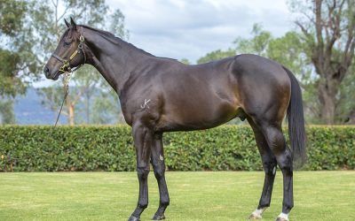Lot 289 Magic Millions Yearling Sale 2026 – Proven Thoroughbreds