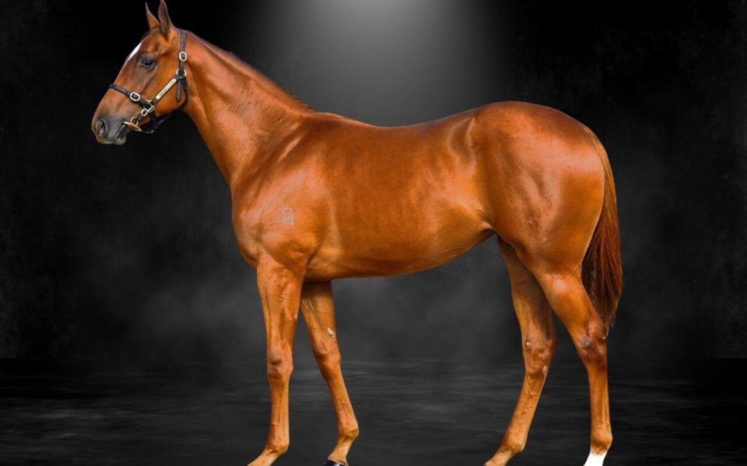 Pride Of Dubai X Ayahuasca