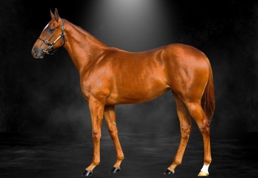 Pride Of Dubai X Ayahuasca