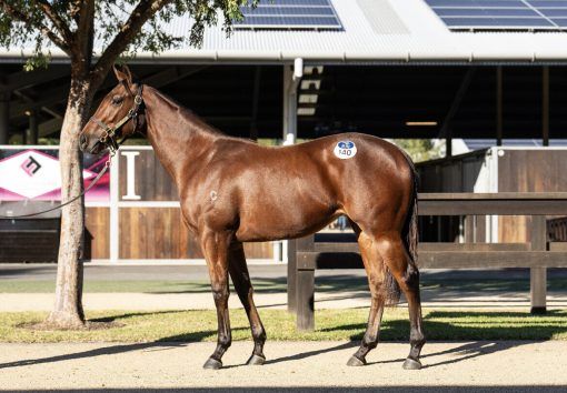 Yes Yes Yes x Infinitely Perfect