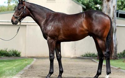 PIERRO  COLT PURCHASED