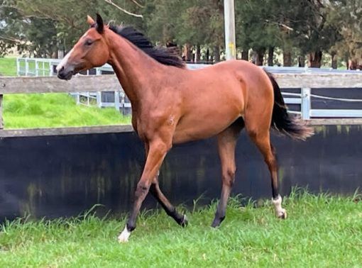 (Shalaa - Allaboutus)