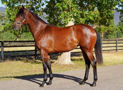 Un-named (So You Think - Princess Lowry)