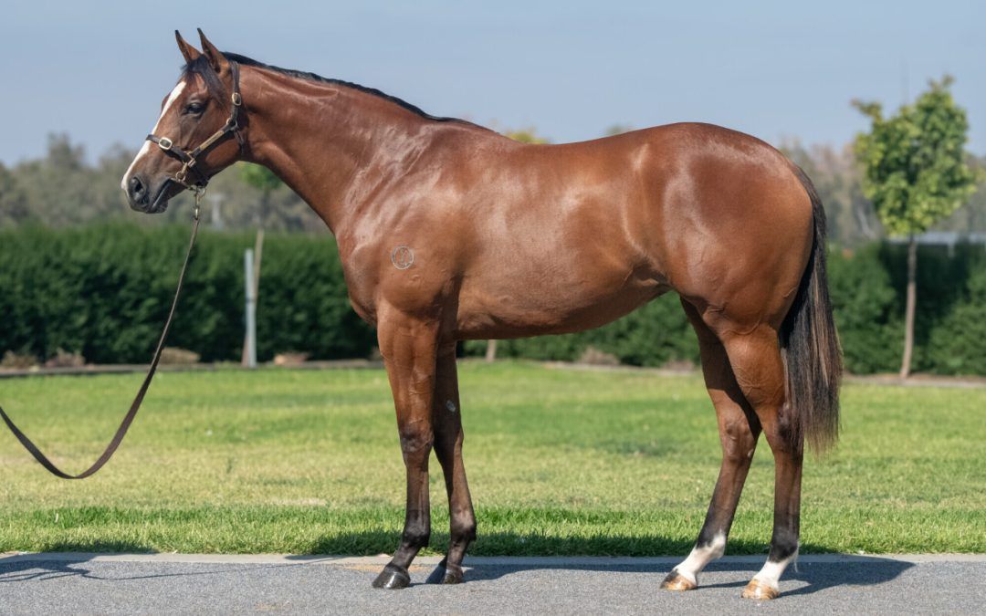 Un-named (Tagaloa – Thoughtfilly)