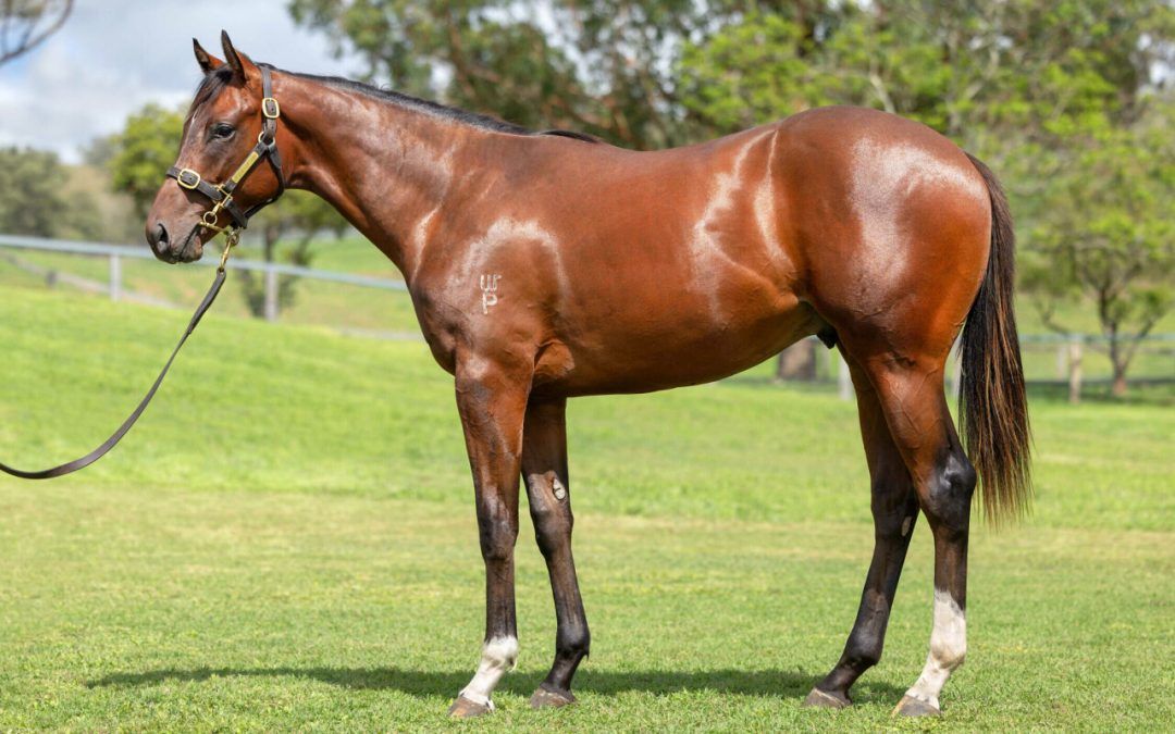 Un-named (Jacquinot – Senro Kisaki)