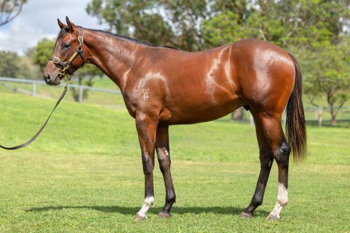 Un-named (Jacquinot - Senro Kisaki)