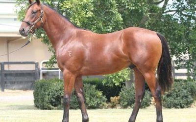 New Yearling purchased at Melbourne Sales