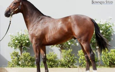 HARADASUN COLT SHARES SELLING FAST!