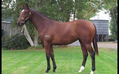 New Melbourne Yearling Purchase