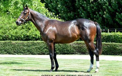 NEW ZEALAND YEARLING PURCHASE BY O’REILLY