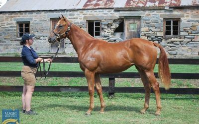 SIOUX NATION(Scat Daddy) yearling filly purchased
