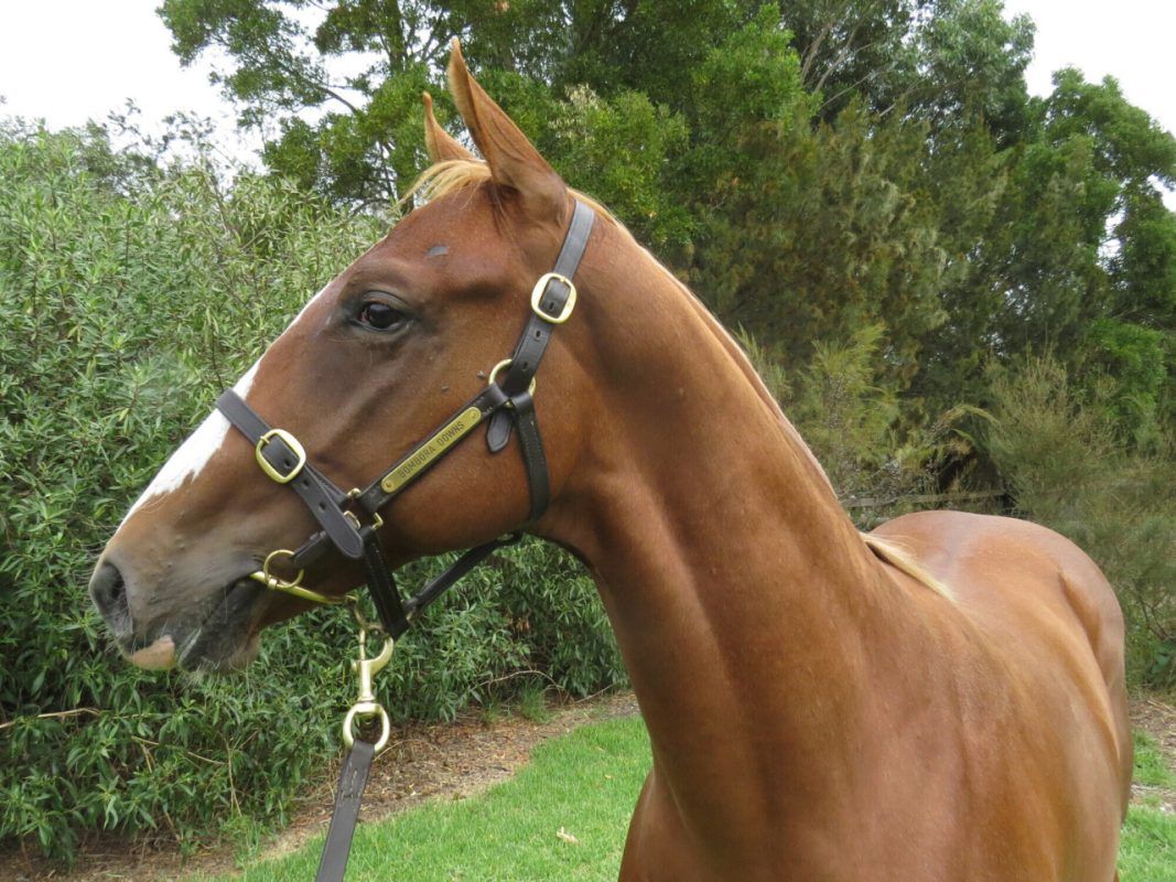 Earthlight – Drakensberg Colt