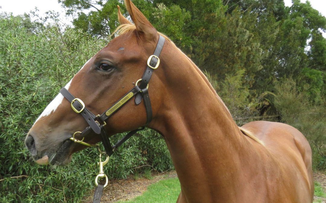Earthlight – Drakensberg Colt