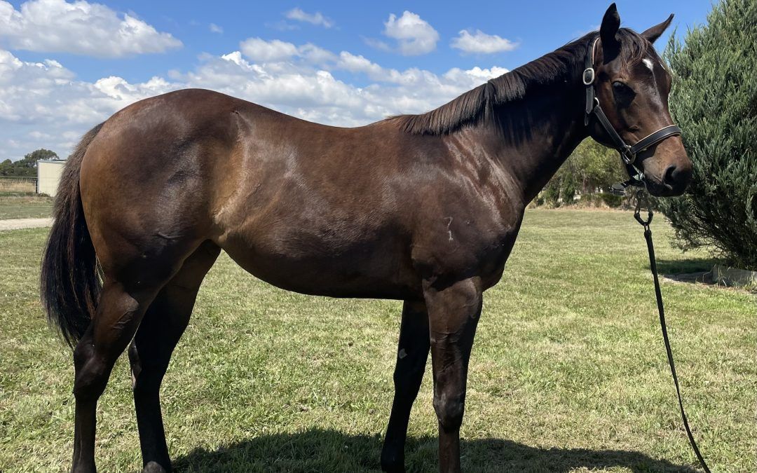 Nova (Foxwedge X Pride Of Ardrossan)