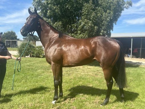 Nicconi X El Questro