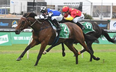 Big Duke to defy history in Caloundra Cup?