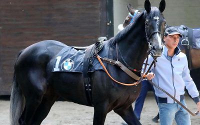 Kris Lees not sure what to expect from new import