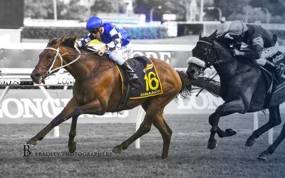 Full brother to Sydney Cup winner secured by Australian Bloodstock