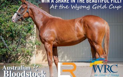 Win a free share in our beautiful Shooting To Win filly at the 2019 Carlton Draught Wyong Gold Cup